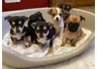 Find Your Perfect Chihuahua for Sale Near Me							